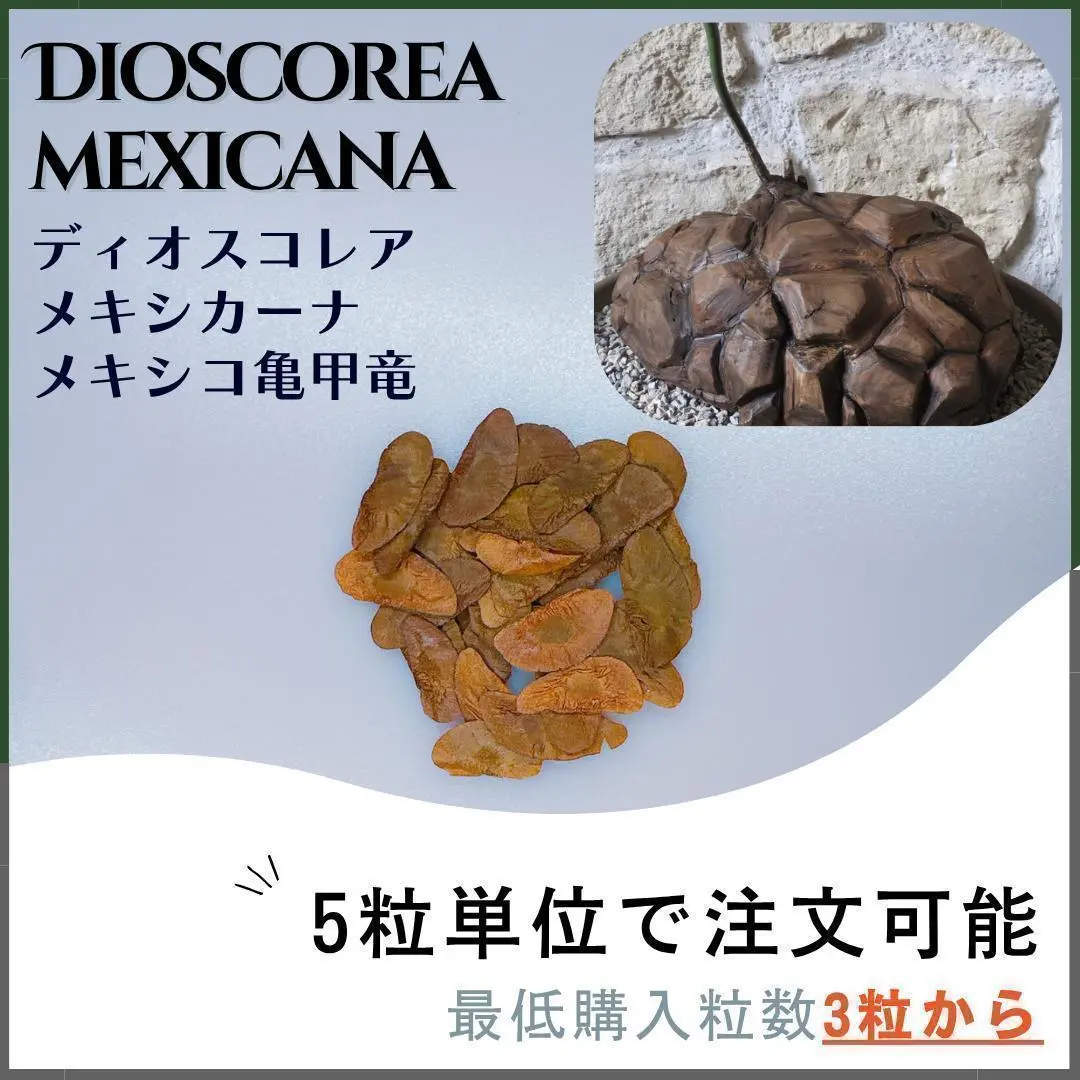 焼肉定食 メキシコ亀甲竜+40粒 2025年最新】メキシコ亀甲竜の人気アイテム - メルカリ
