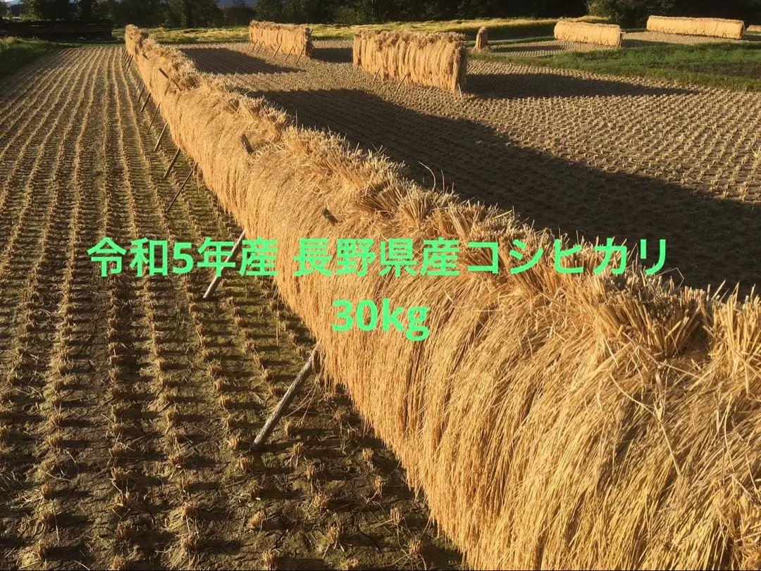 お米　30kg 令和5年収穫 楽天市場】令和5年 新米 30kgの通販