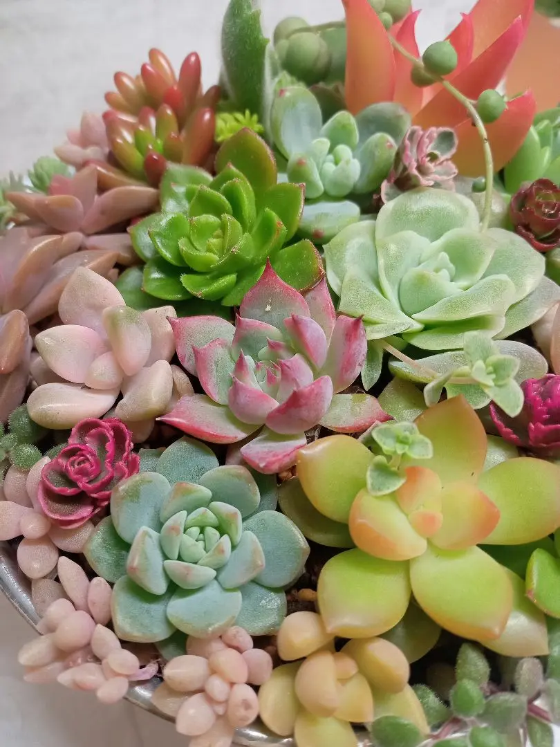 2025年最新】ラブリーローズ錦の人気アイテム - メルカリ