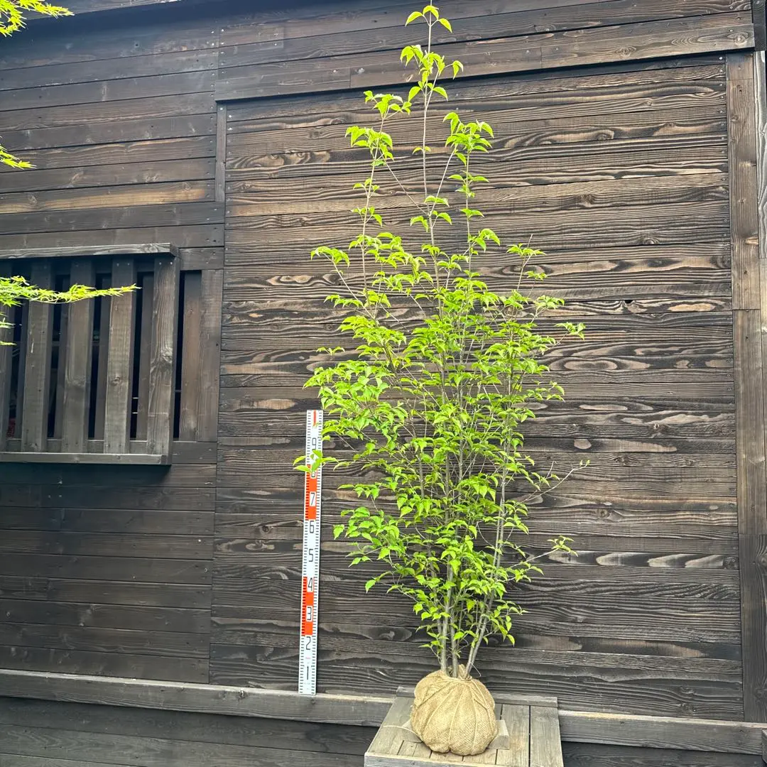 ヤマボウシ/株立ち【現品発送】管理60840 ヤマボウシ/株立ち【現品発送】管理60840 苗木・植木