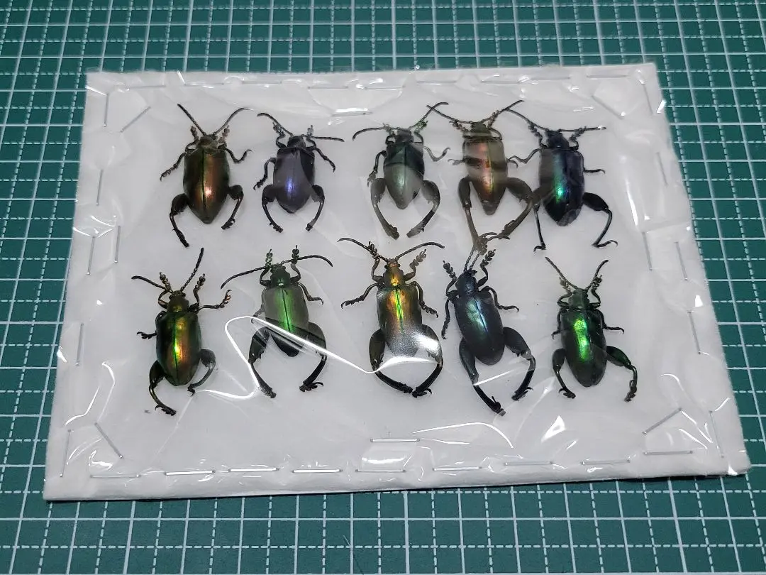 モモブトハムシ 標本 ペア オオモモブトハムシの一種 Sagra femorata ペア タイ - Insect