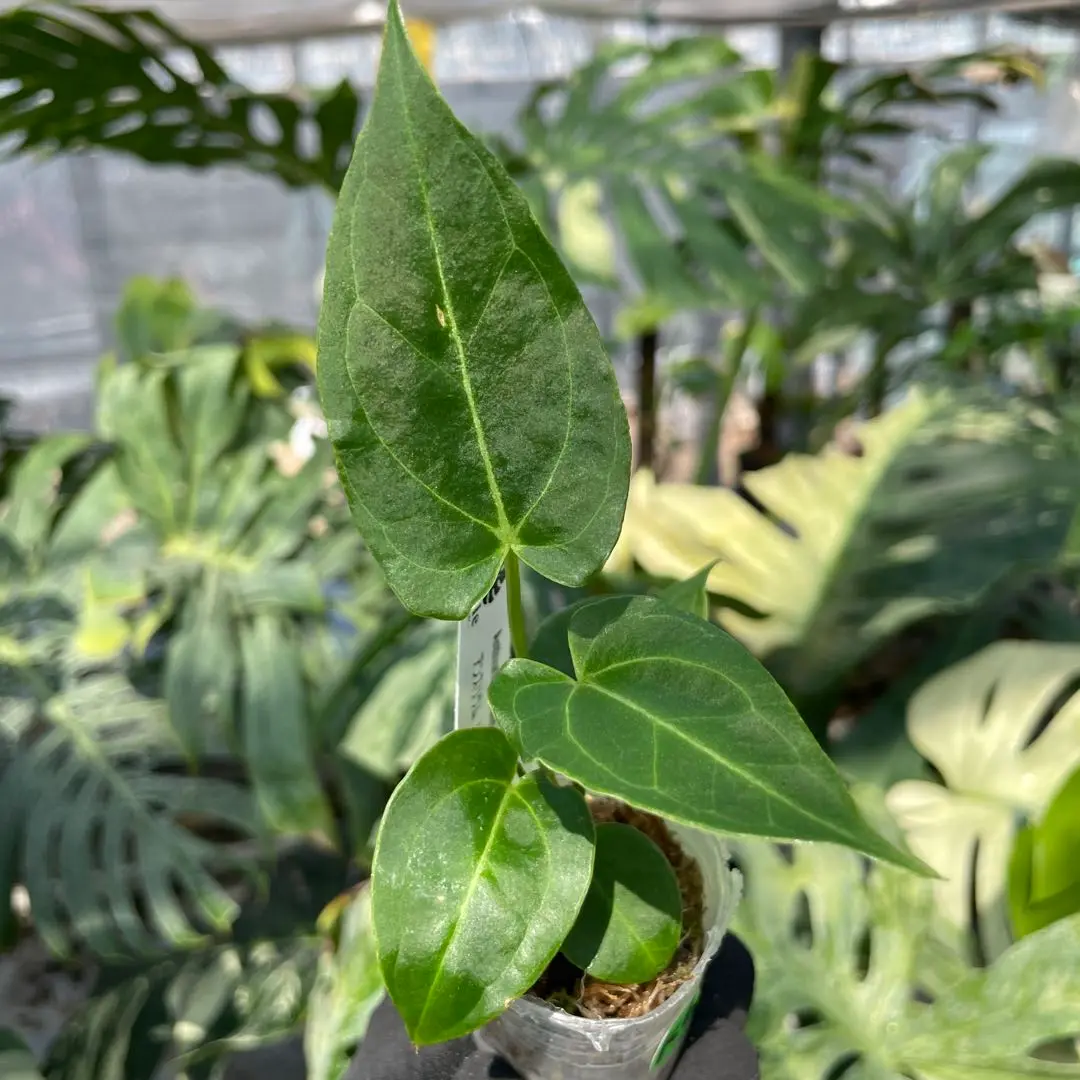 2025年最新】anthurium kosの人気アイテム - メルカリ