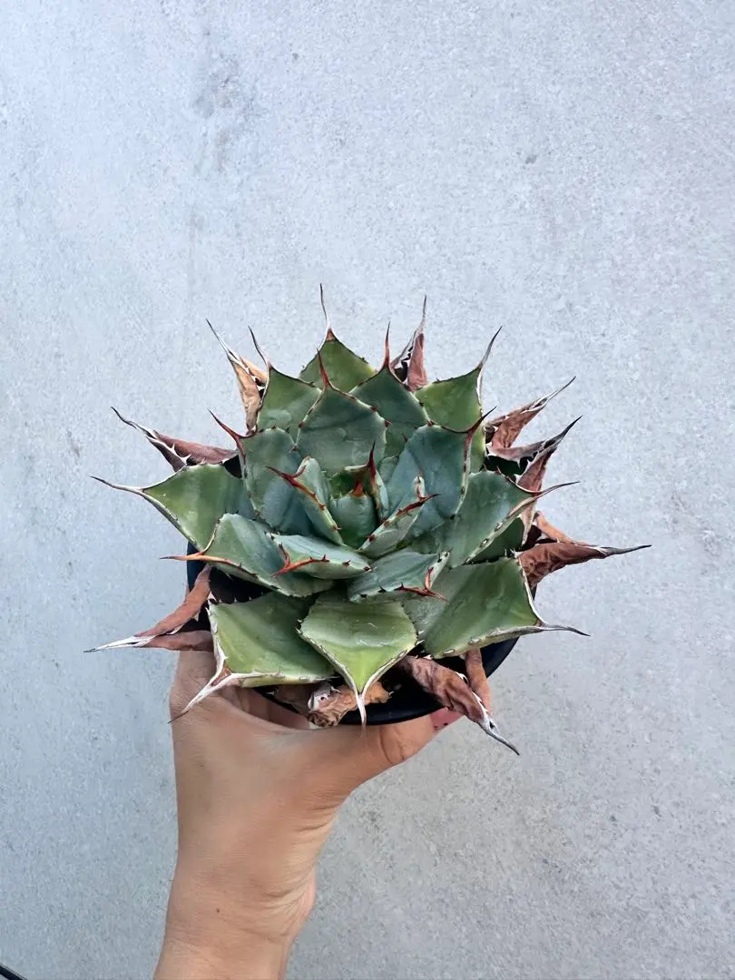 【希少美株】　アガベ・グアダラハラナ 　コンパクト　鉢付き 希少美株】 アガベ・グアダラハラナ コンパクト 鉢付き 希少美株