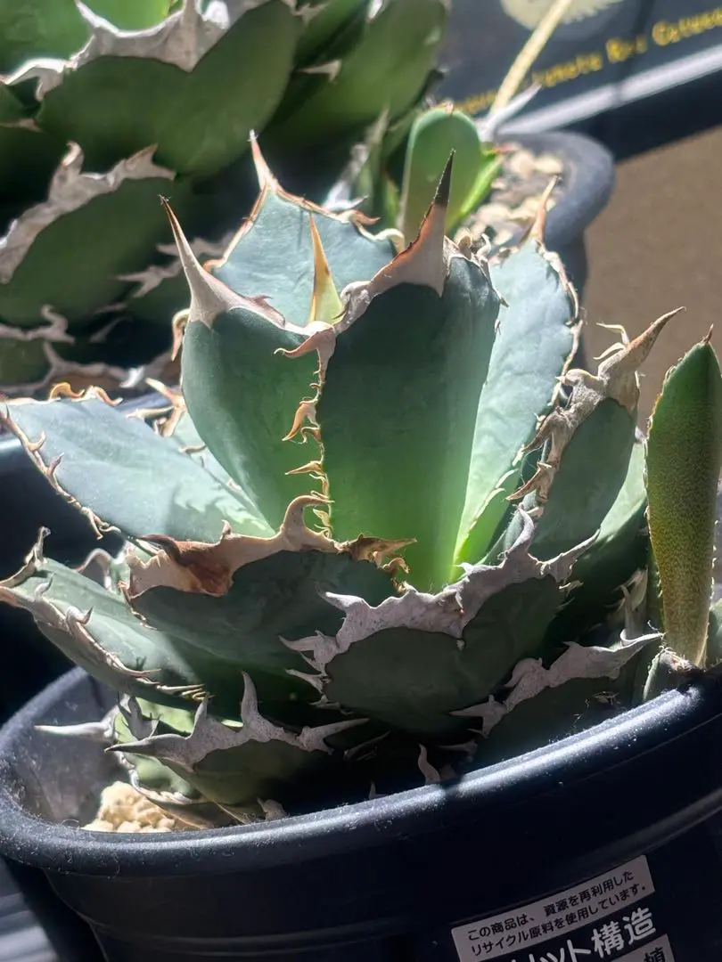 【SUMMER セール】アガベ　チタノタ　鬼爪　雪峰　ピカチュウ　希少　ボール株 アガベ agave チタノタtitanota 鬼爪 皮卡丘 雪峰 激レア特選株