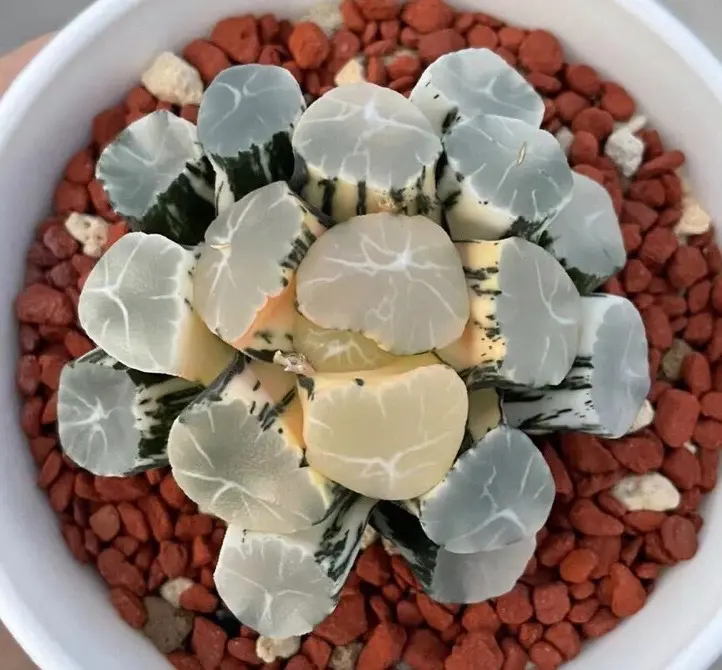 ☆☆万象＊オーロラ錦＊ハオルチア＊錦☆☆ 多肉植物 ハオルチア 万象錦 オーロラ 極上斑 - メルカリ