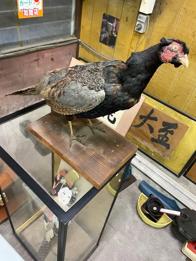 2025年最新】キジ 剥製の人気アイテム - メルカリ