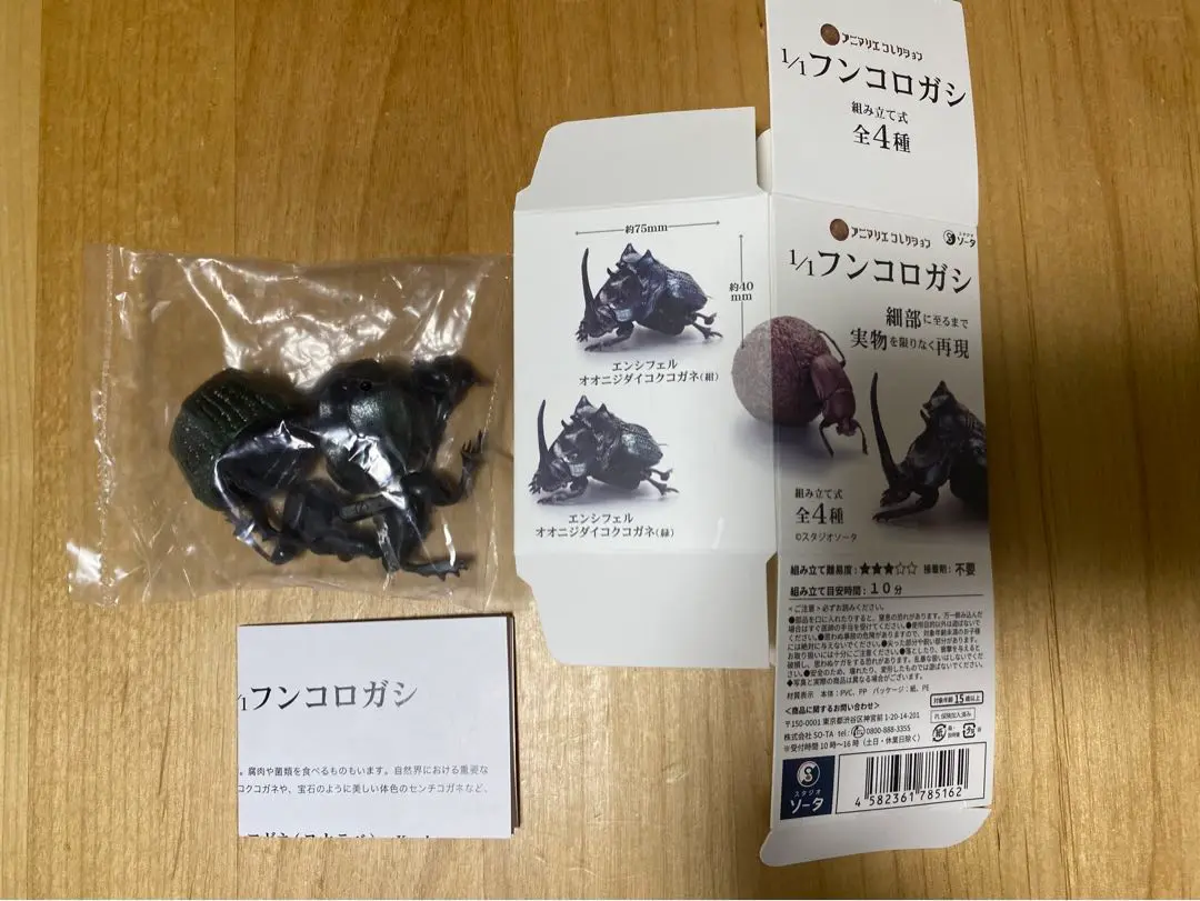 昆虫食 樹脂標本 Dung Beetle（糞虫） | 昆虫食(標本)の通販