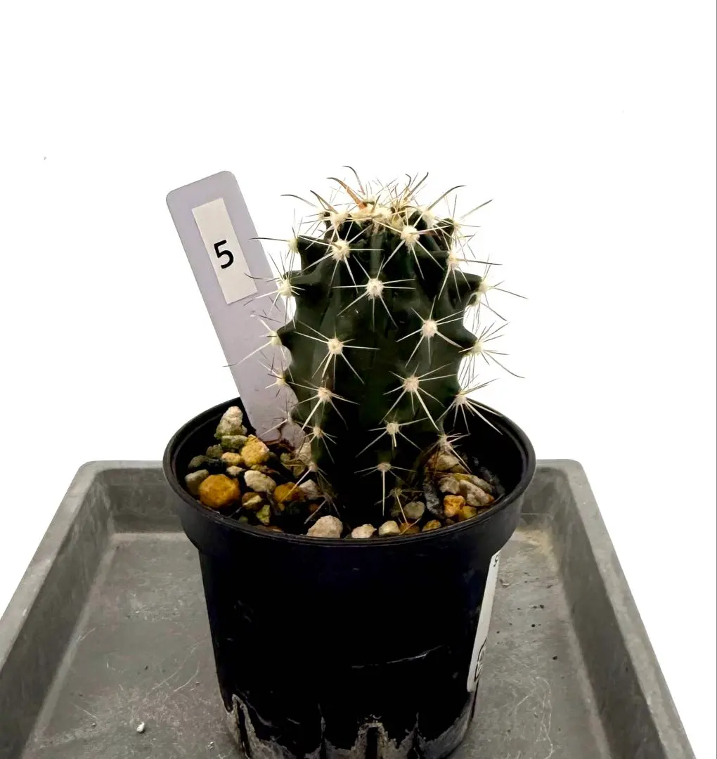 Ferocactus coloratus 【フェロカクタス・神仙玉】 | RIMO'S