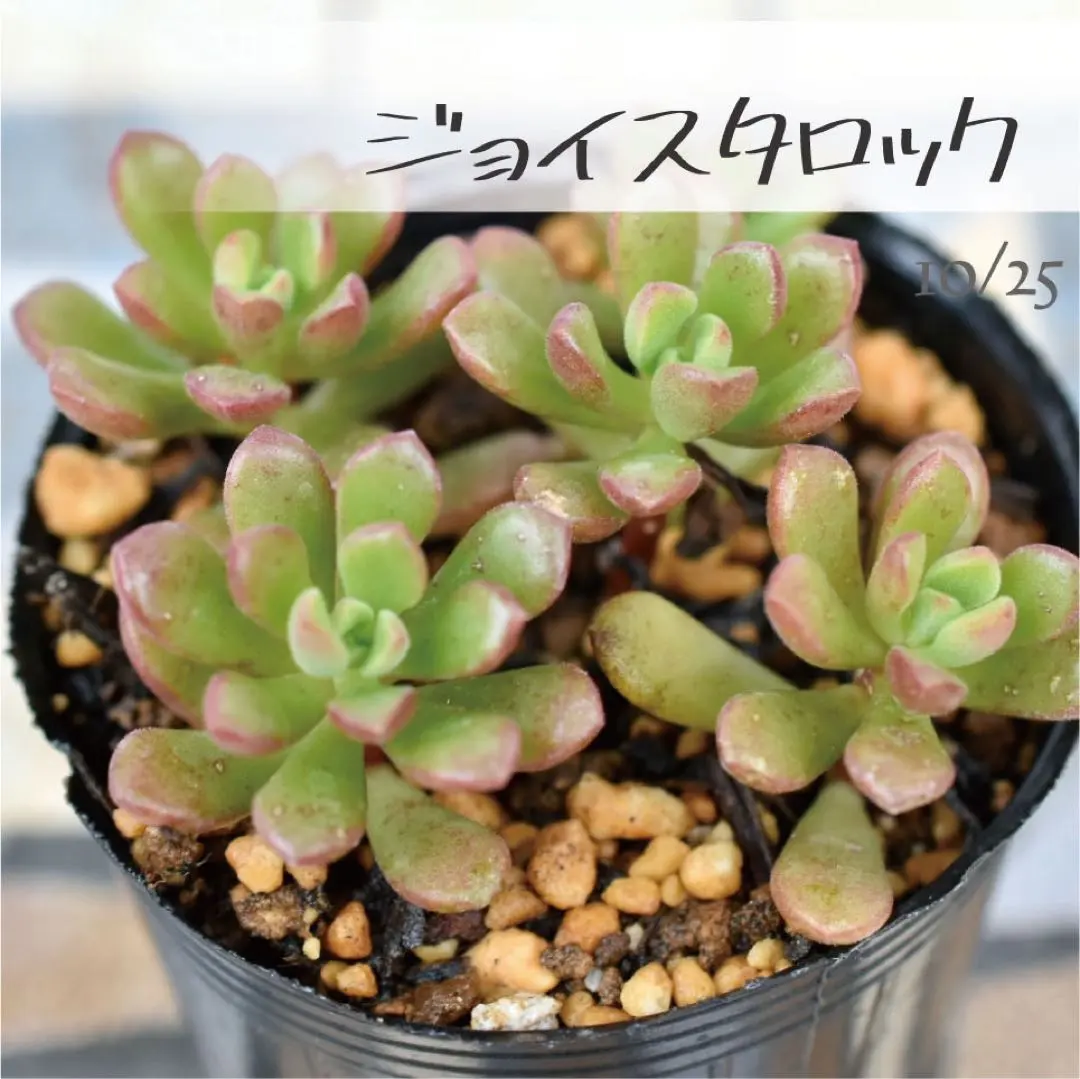 多肉植物 ♡ダーリーサンシャイン♡ポットごと発送のお値段^^ 多肉植物♡ダーリーサンシャイン♡ポットごと発送のお値段です