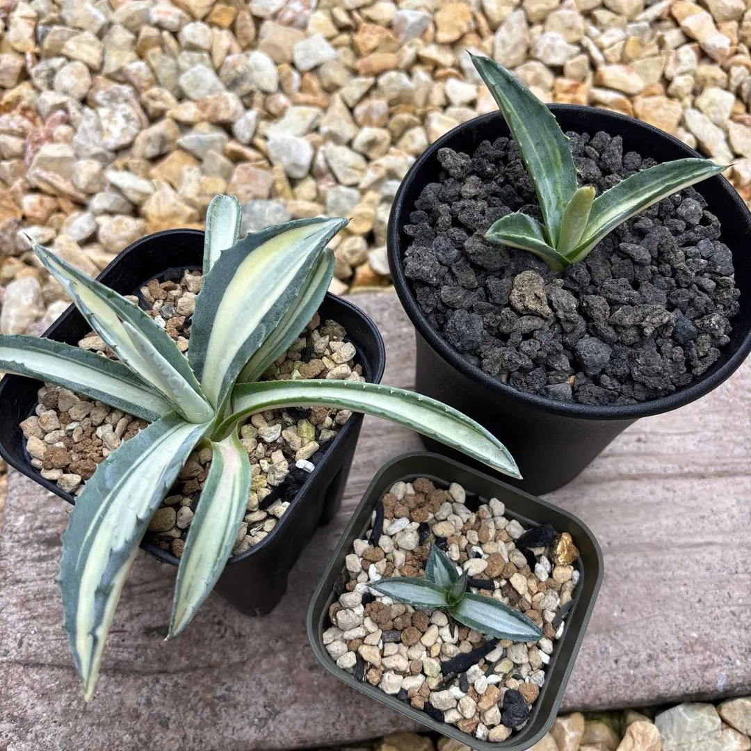 2025年最新】那智の輝きの人気アイテム - メルカリ