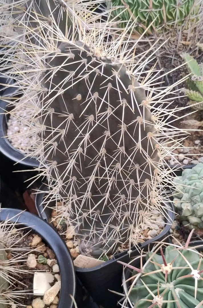 2025年最新】ガラパゲイアの人気アイテム - メルカリ