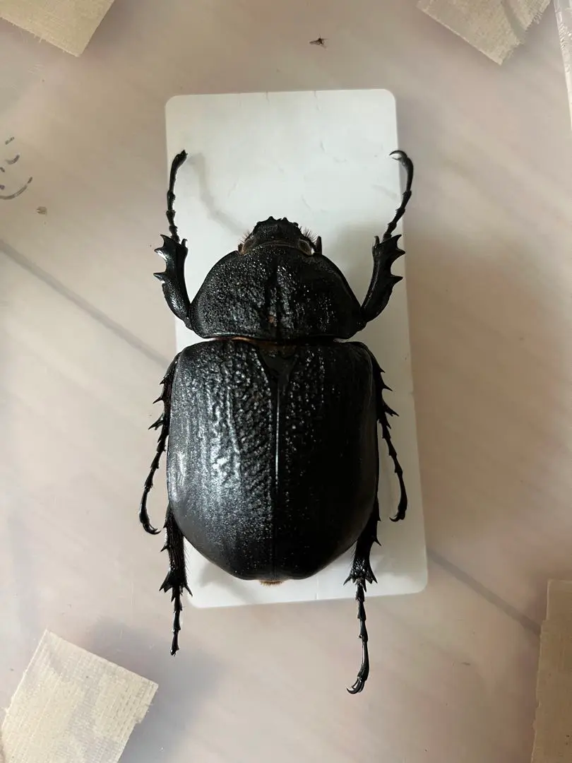 アクティオンゾウカブトムシ】 アクティオン標本 昆虫セット