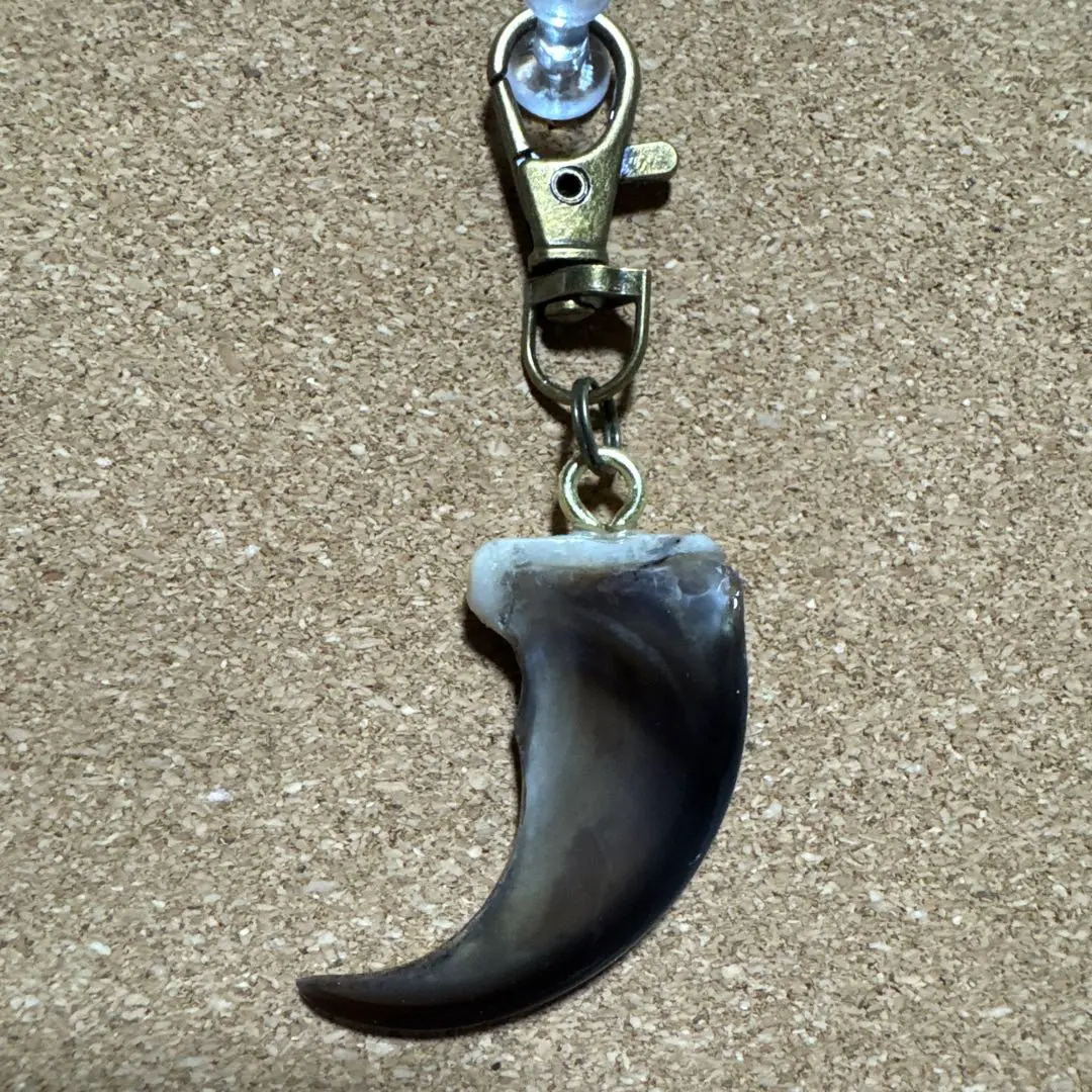 熊牙 熊歯 熊の牙 ツキノワグマ牙 ネックレス キーホルダー 新作
