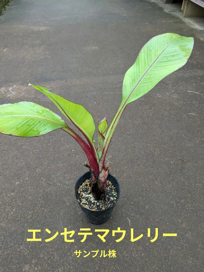 2025年最新】エンセテマウレリーの人気アイテム - メルカリ
