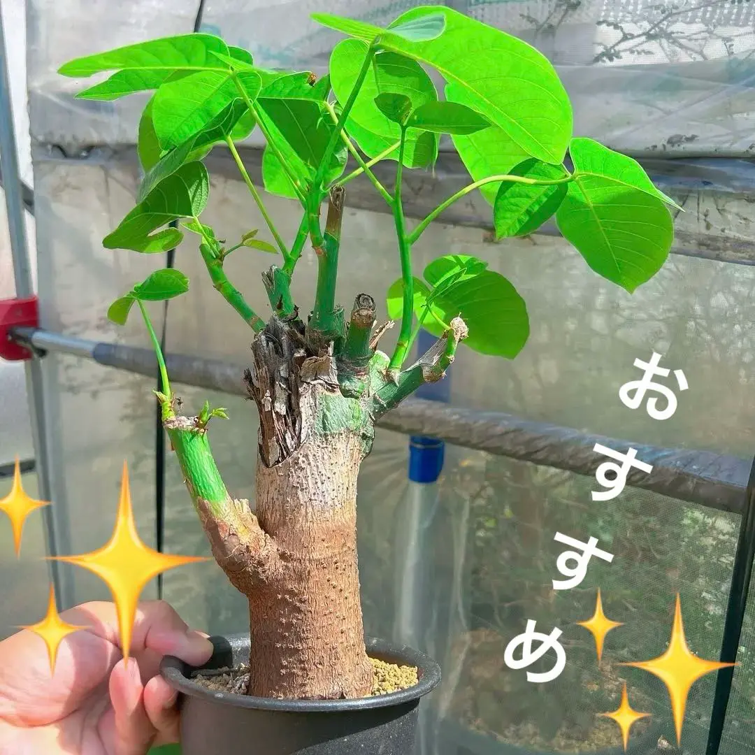 ボンバックス エリプティクム 挿木 ボンバックス」の強剪定＆挿し木を行いました！～塊根を丸くする