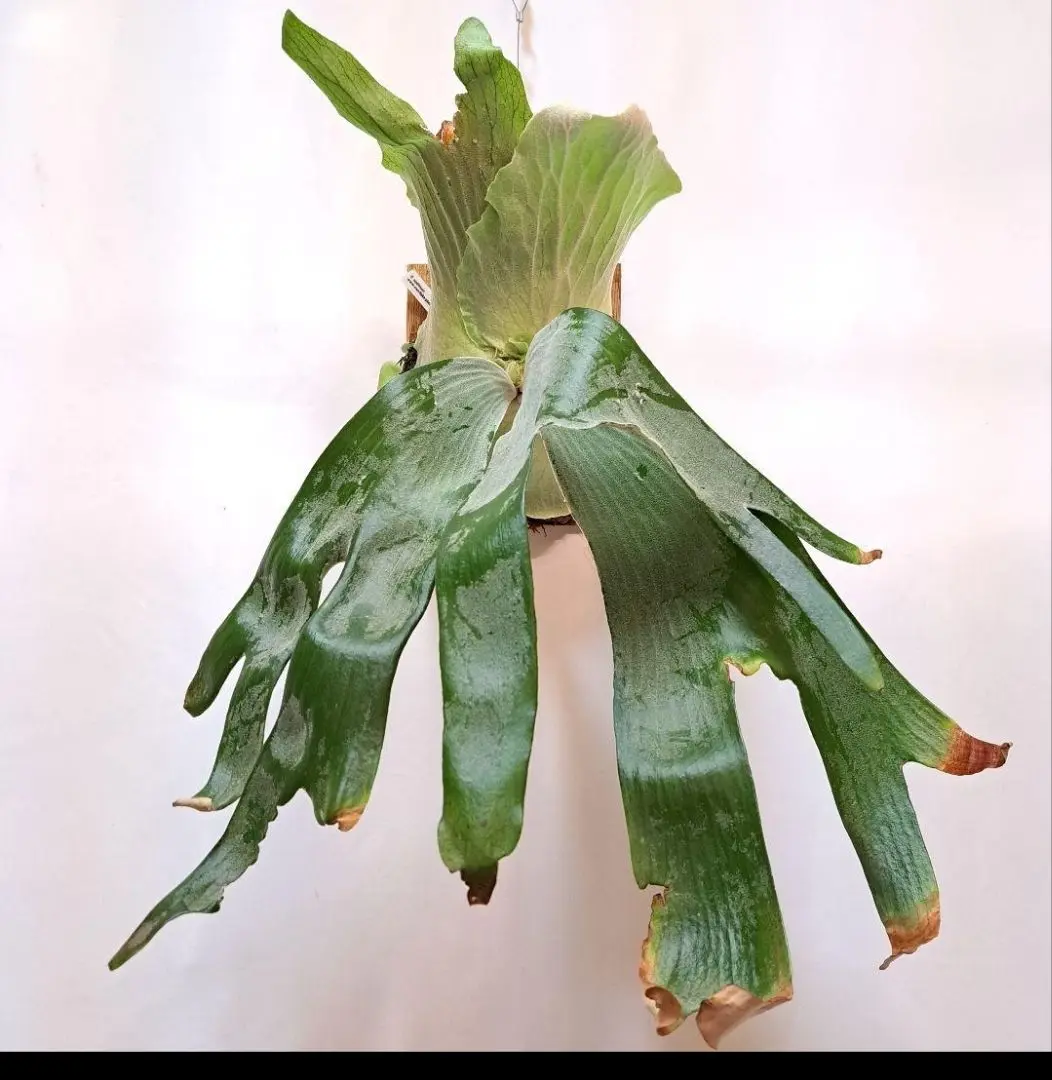 アンディナム　親株　バンダカ購入株　Platycerium andinum プラテケリウム アンディナム 斑入り Platycerium andinum