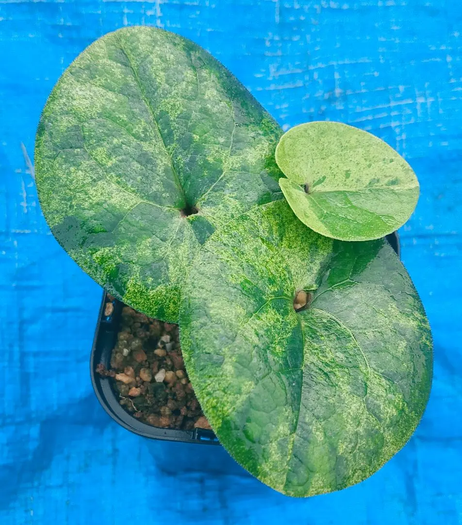 2025年最新】品種名：カンアオイ その他観葉植物の人気アイテム - メルカリ