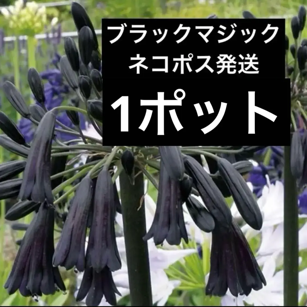 2025年最新】アガパンサス ブラックマジックの人気アイテム