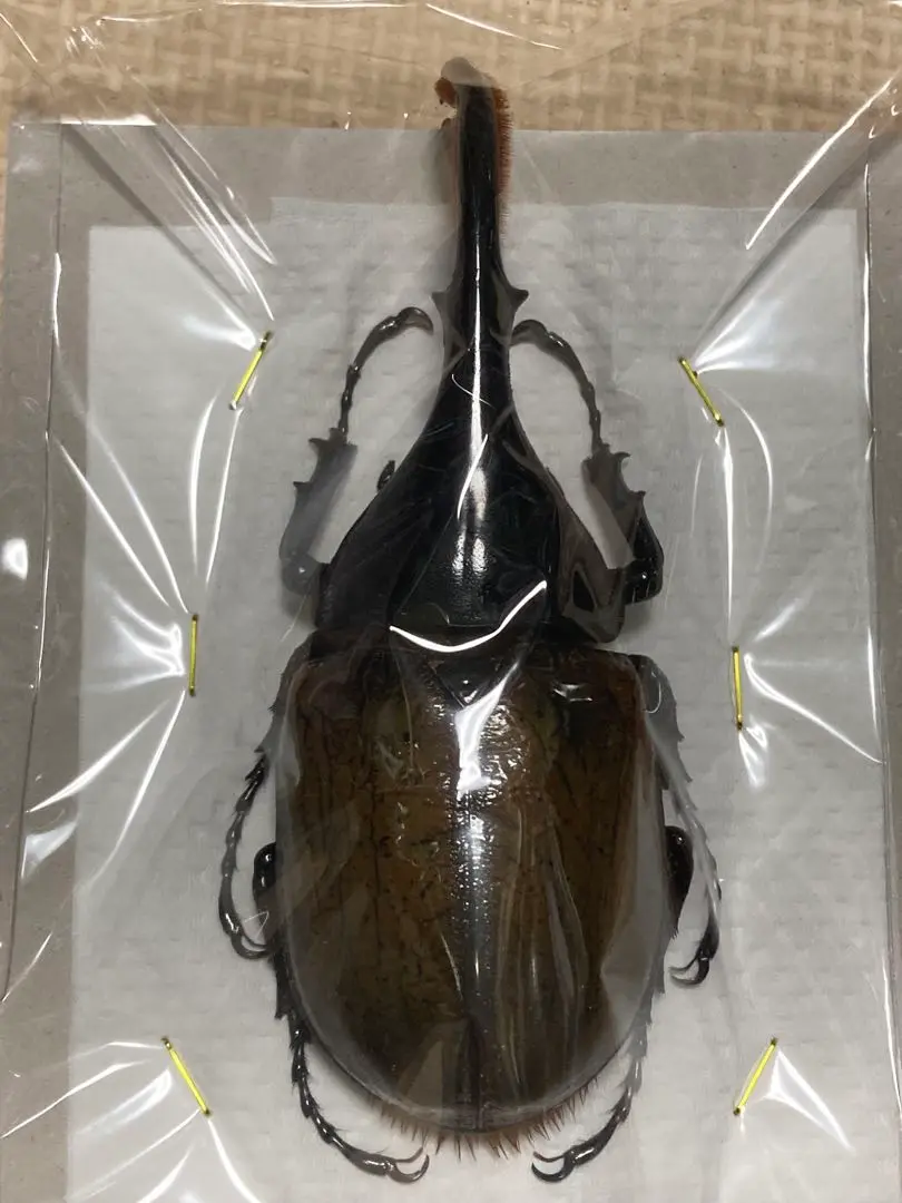 ヘラクレスオオカブト　虫　標本　ヘラクレス　リッキー　セプテントリオ　フィギュア ヘラクレスオオカブト 虫 標本 ヘラクレス リッキー セプテン