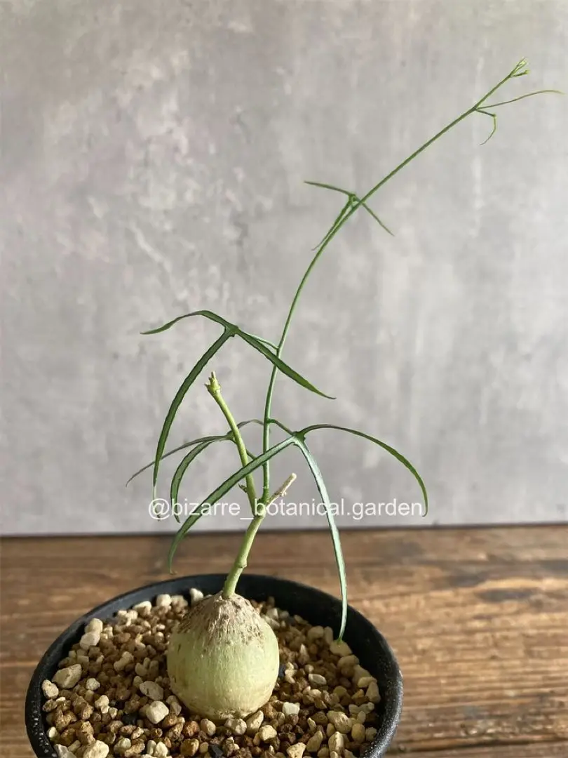 アデニア キルキー Adenia kirkii 国内実生苗3 アデニア キルキー Adenia kirkii 実生3.8cm