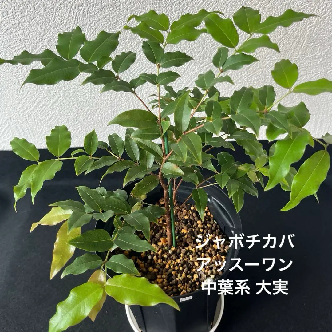 耐寒性　ジャボチカバ　小葉ミウーダ大株　希少 ジャボチカバ小葉ミウーダの成長｜そだレポ（栽培レポート）by桐生史