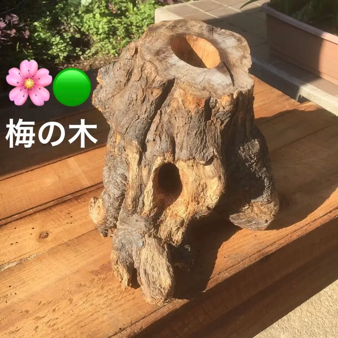 S.H　【セット販売】クワリウム　特大　シェルター　樹洞　エサ台　登り木 楢 クワリウム クワガタ 隠れ家 シェルター 樹洞 登り木