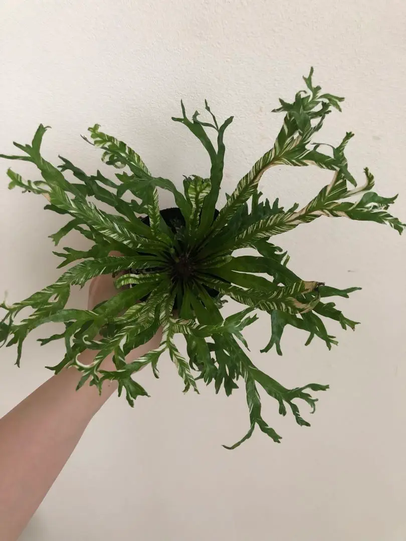 アスプレニウム　斑入り　コルク付け5 アスプレニウム（観葉植物） | 花、ガーデニング のおすすめ人気