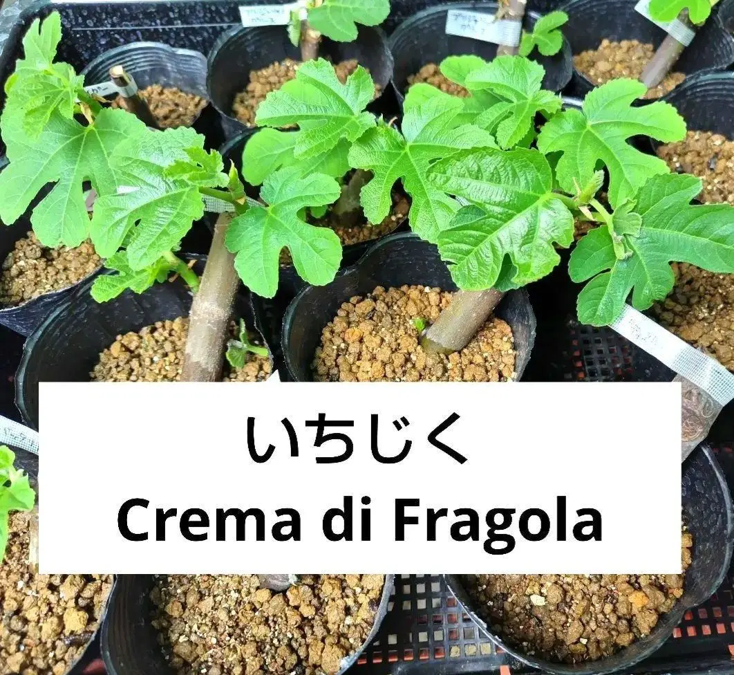 i_rord55 Crema di Fragola イチジク いちじく 苗 2025年最新】crema di fragolaの人気アイテム - メルカリ
