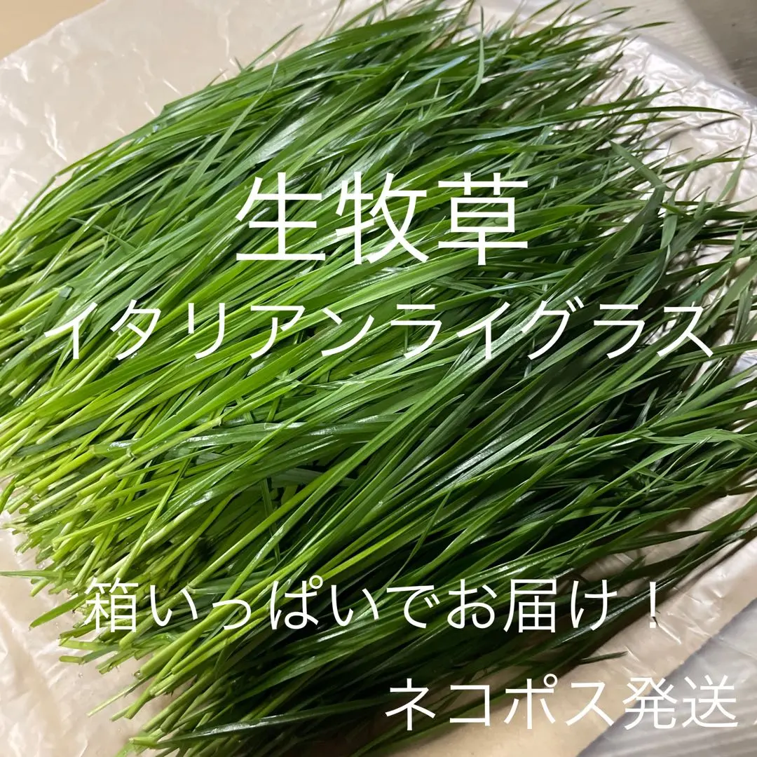 Thumbnail of Freshly Cut Italian Ryegrass, Box Full