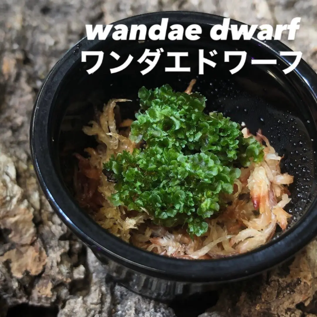 テンチロ様！メルカリ便P.wandae dwarf & carling TC 4 P.wandae dwarf & carling TC 4 - メルカリ
