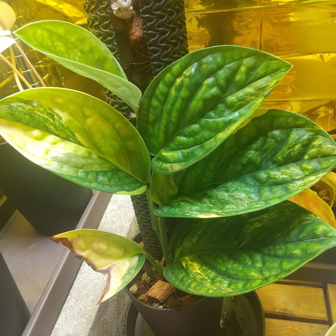 2025年最新】モンステラspペルーの人気アイテム - メルカリ