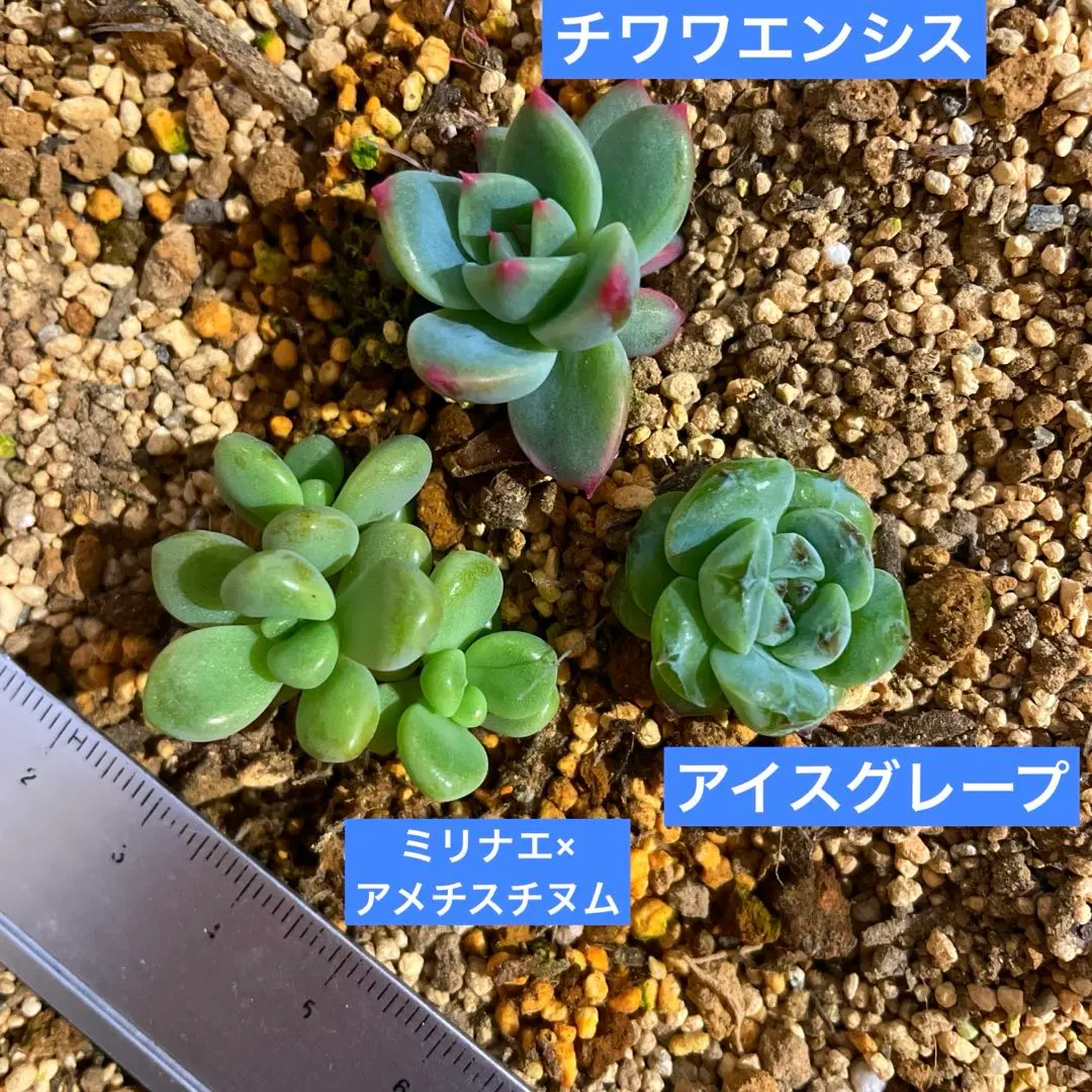 ෆ˚*感謝セールෆ˚* アイスグレープ 1苗 抜き苗 寄せ植え 多肉植物