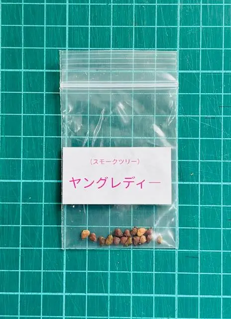 2025年最新】スモークツリー ヤングレディの人気アイテム - メルカリ