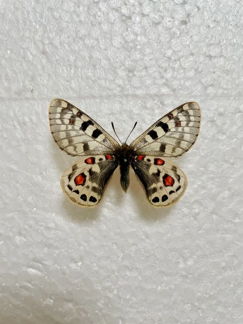 2025年最新】パルナシウスの人気アイテム - メルカリ