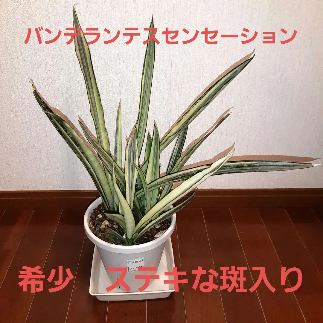 2025年最新】サンスベリア バンテルスセンセーションの人気