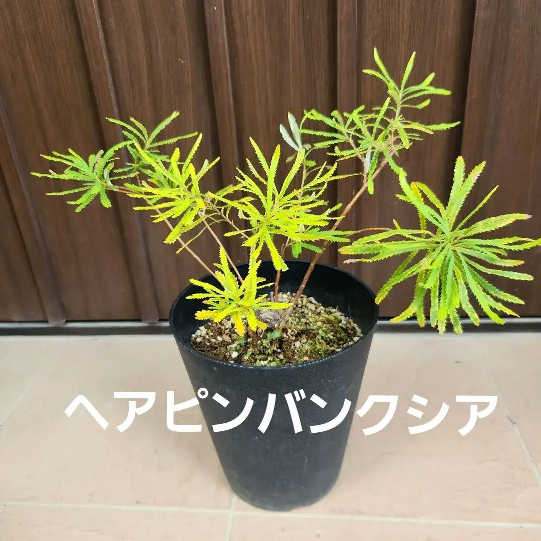 ヘアピンバンクシア　ネイティブプランツ　苗　ドライガーデン バンクシア：ヘアピンバンクシア 8号鉢植え の通販 | 園芸ネット