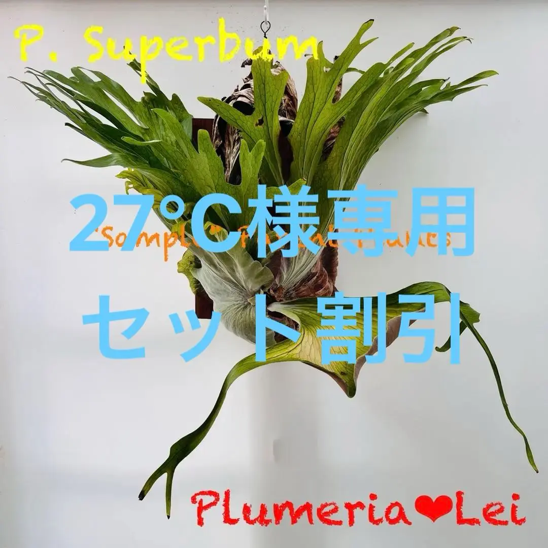 板付 観葉植物 超美形株から外した子株です♫〖ビカクシダ・ウィリンキー・バリ〗 2025年最新】ウィリンキーバリの人気アイテム - メルカリ