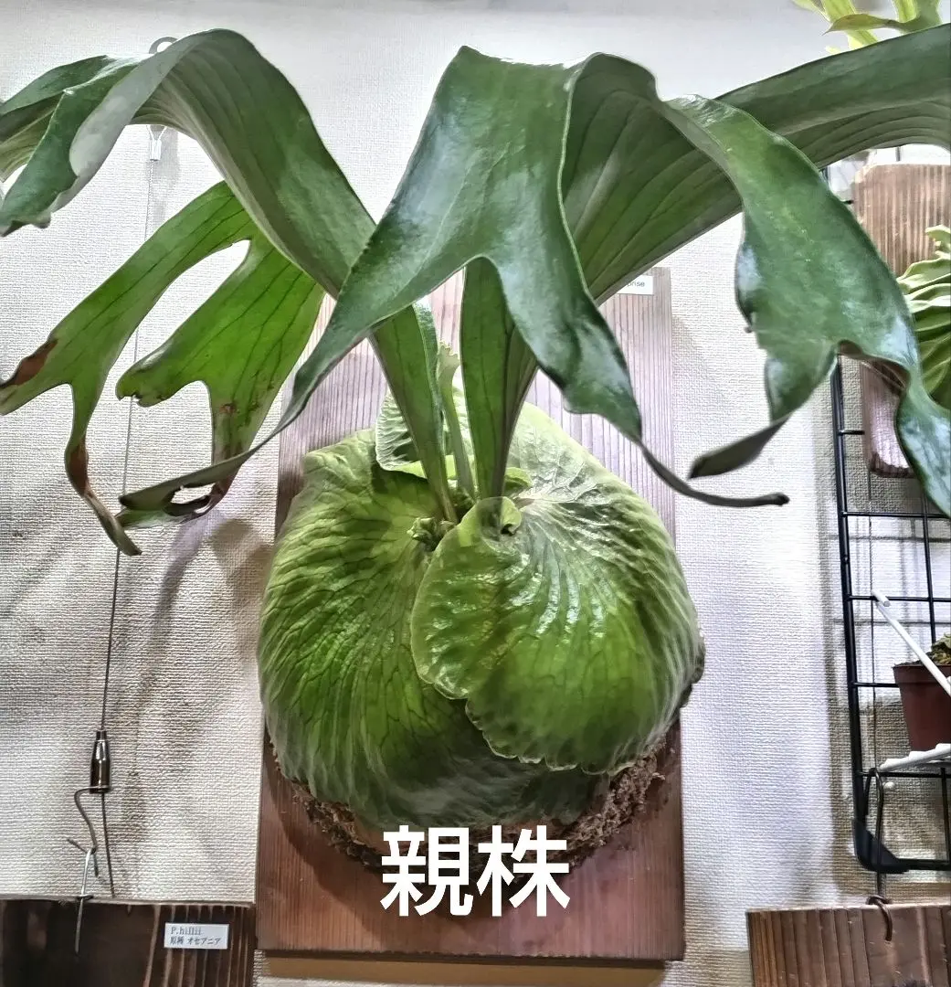 ビカクシダ　ホーンズサプライズ大株株　Horne's Surprise OC株 ビカクシダ《 ホーンズサプライズ 》 大株 コウモリラン