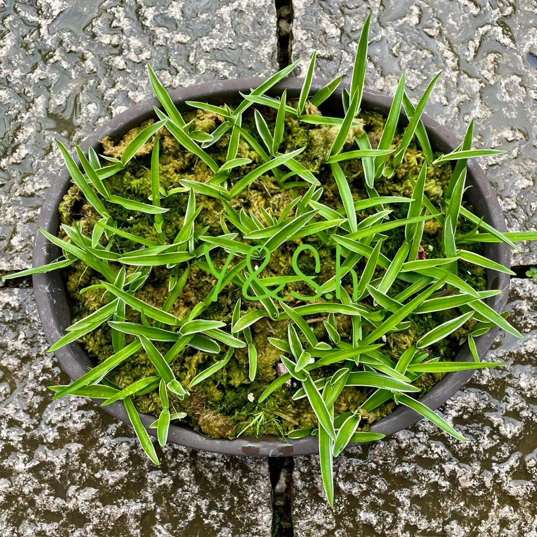 サギソウ。100本苗 2025年最新】サギソウ 苗の人気アイテム - メルカリ