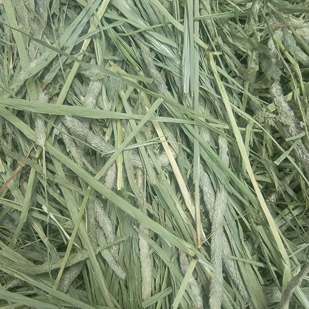 Thumbnail of Timothy Hay 10kg for Rabbits, Guinea Pigs, Degus, Chinchillas - First Cut Feed