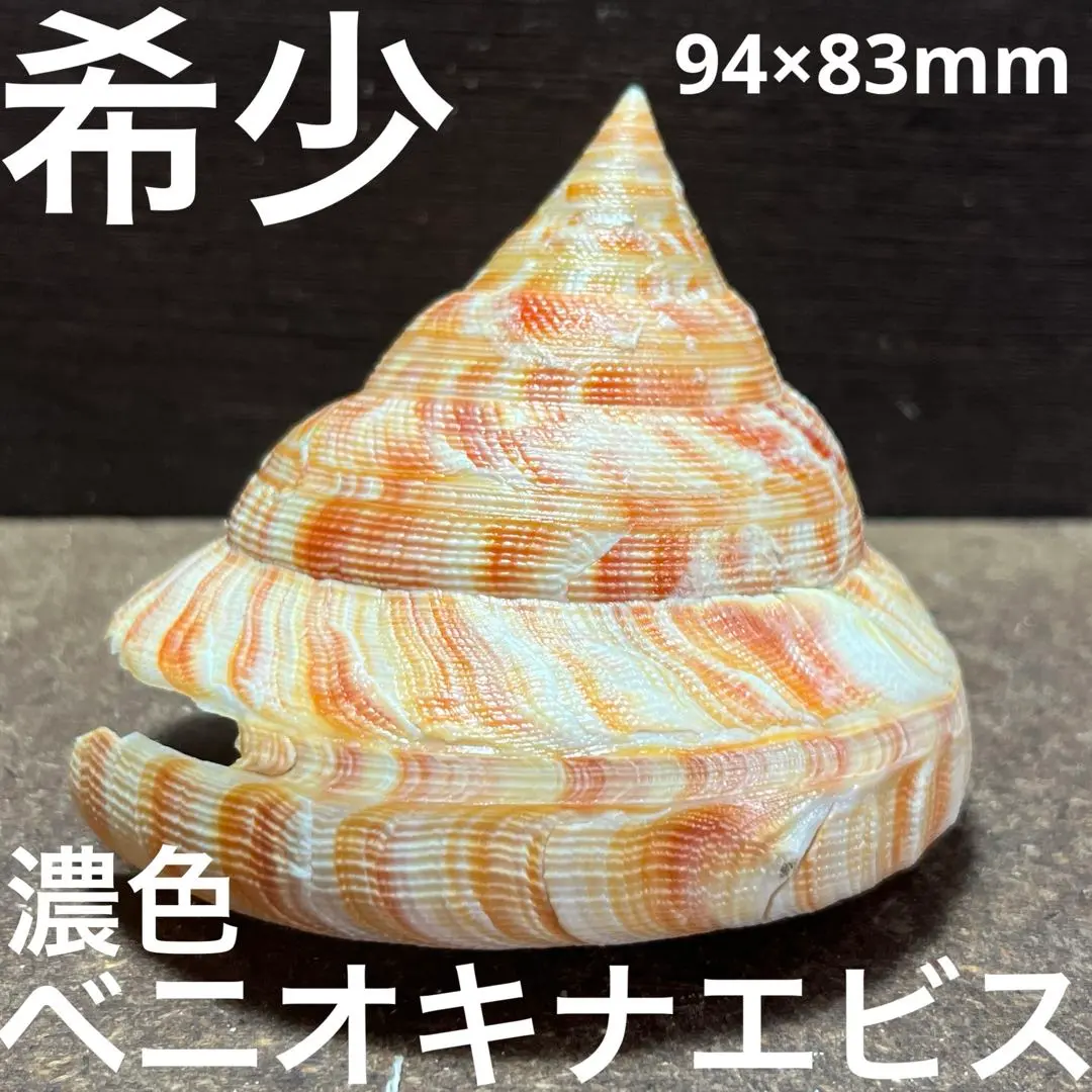 ナンバンオキナエビス6cm!! Microshells: Perotrochus vicdani ナンバンオキナエビス
