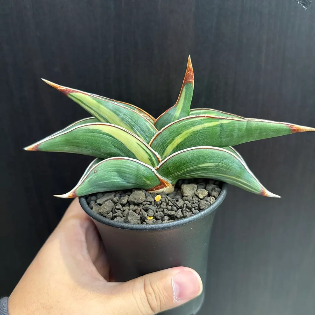 2025年最新】サンスベリア ロリダ 斑入りの人気アイテム - メルカリ