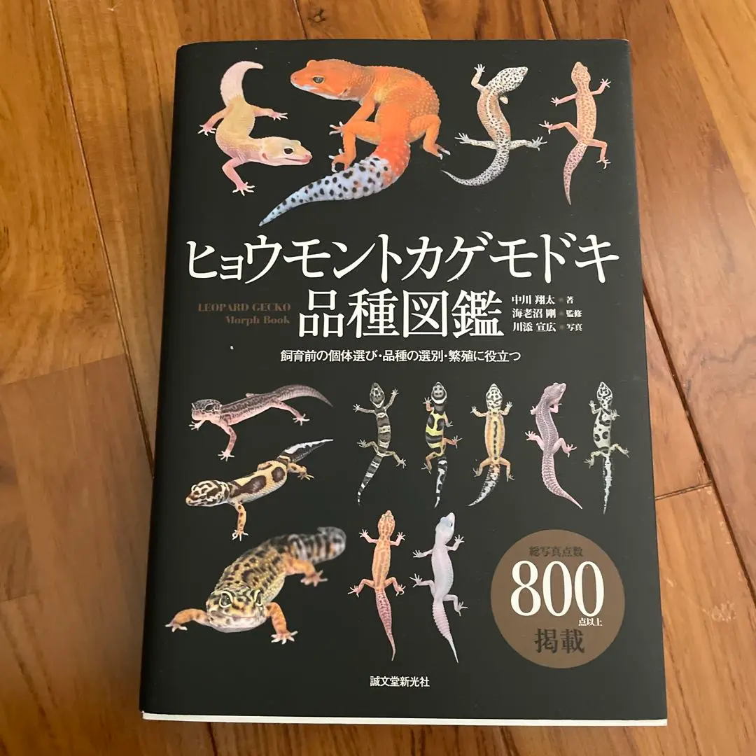 2025年最新】ヒョウモントカゲモドキ 品種図鑑の人気アイテム