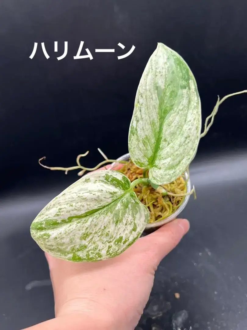 2025年最新】スキンダプサス ハリムーンの人気アイテム - メルカリ
