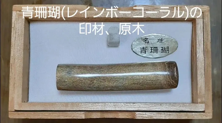黒珊瑚の原木 07111458_62cbbc1734831.jpg