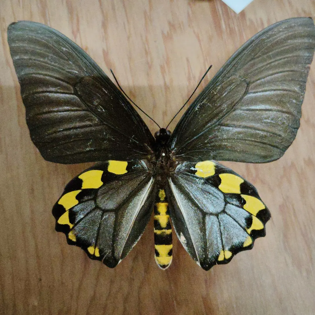m39911516436_1.jpg?1729166323