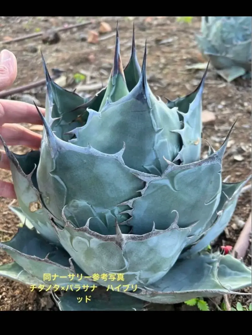 齋*郎様 アガベ x white fang 発根済　ホワイトファング Agave X 