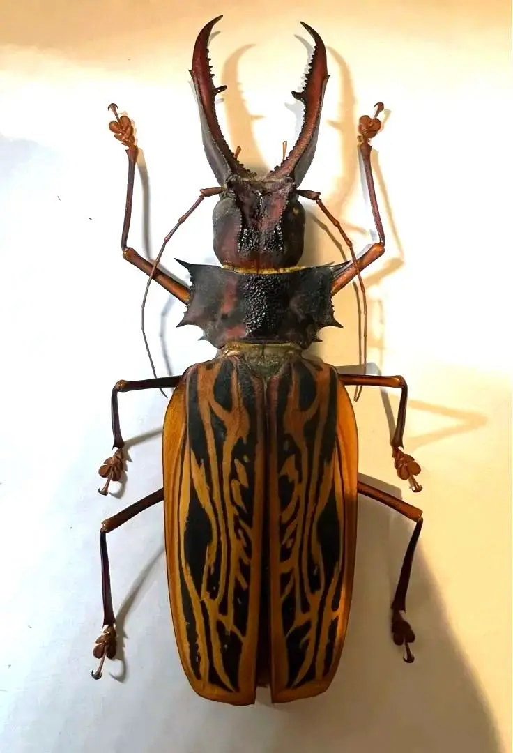 ［昆虫標本］オオキバウスバカミキリ 大型︎︎ ♀ 106mm 2024年採集 昆虫標本］オオキバウスバカミキリ 大型︎︎ ♀ 106mm 2024年採集