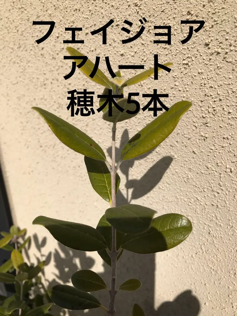 フェイジョア　アハート　苗 レア 限定1点 フェイジョア アハート苗 高さ60㌢程 3 5号鉢ごと