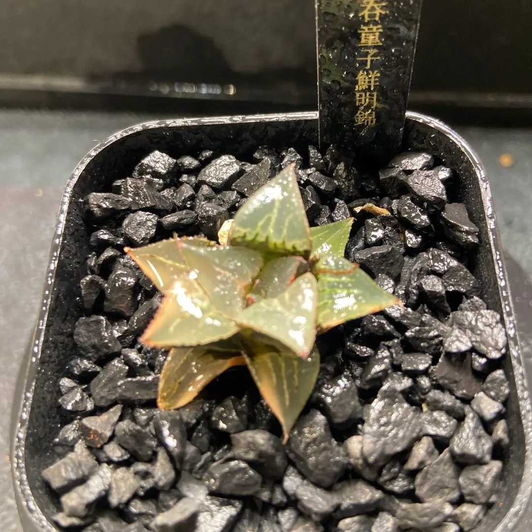 2025年最新】ハオルチア ハオルチア 酒呑童子の人気アイテム - メルカリ